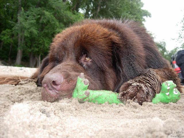 Фото: ньюфаундленд Konfuciy (Конфуций)