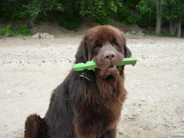 Фото: ньюфаундленд Konfuciy (Конфуций)