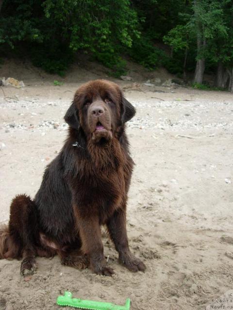 Фото: ньюфаундленд Konfuciy (Конфуций)