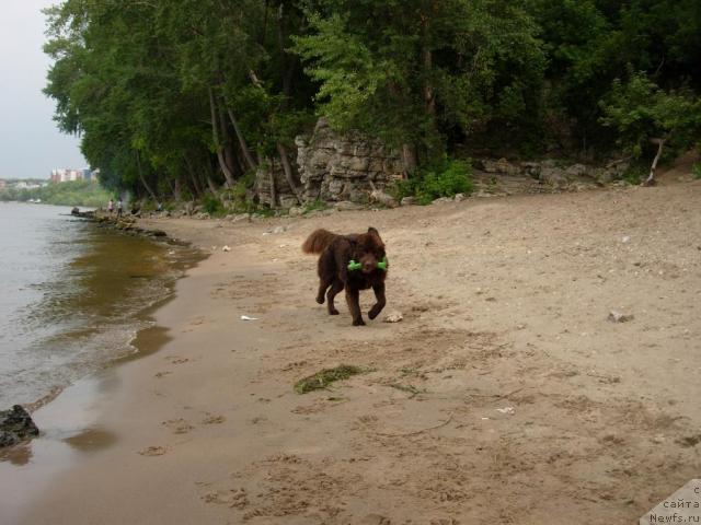 Фото: ньюфаундленд Konfuciy (Конфуций)