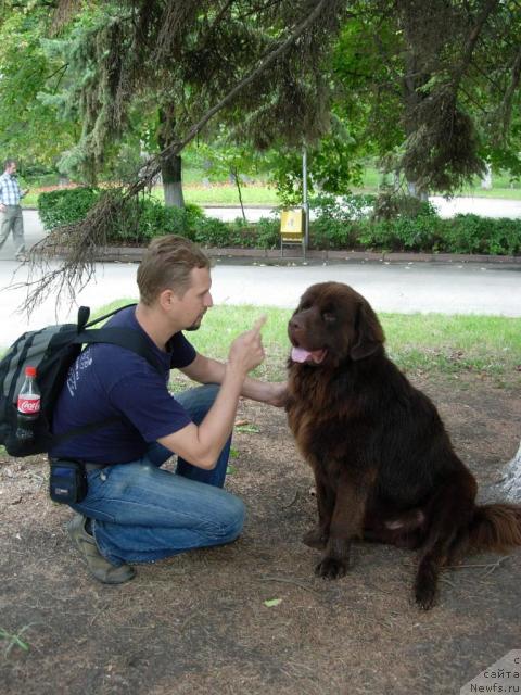 Фото: Andrey Larin (Андрей Ларин), ньюфаундленд Konfuciy (Конфуций)
