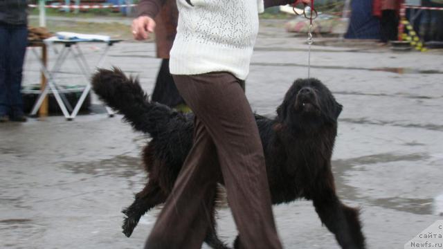 Фото: ньюфаундленд Sent Djons Rokko Stella di Sant YEramo (Сент Джонс Рокко Стелла ди Сант Эрамо)