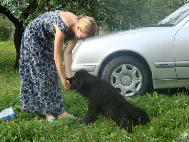 Фото: ньюфаундленд Lyubimaya Medvedica Moya (Любимая Медведица Моя)