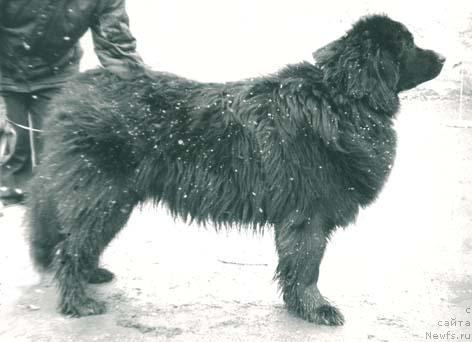 Фото: ньюфаундленд Kitri Lerol' (Китри Лероль)