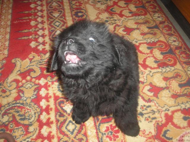 Фото: ньюфаундленд Lloyd Blyek (Ллойд Блэк)