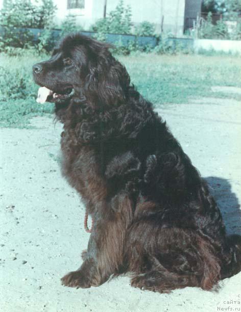 Фото: ньюфаундленд Tafil Bonislava (Тафил Бонислава)