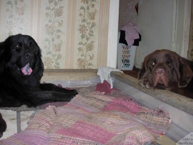 Фото: ньюфаундленд Lesnaya Skazka Raskrasavica (Лесная Сказка Раскрасавица), ньюфаундленд Konfuciy (Конфуций)