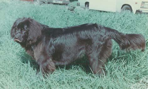 Фото: ньюфаундленд YUlian Nord Seyver (Юлиан Норд Сейвер)