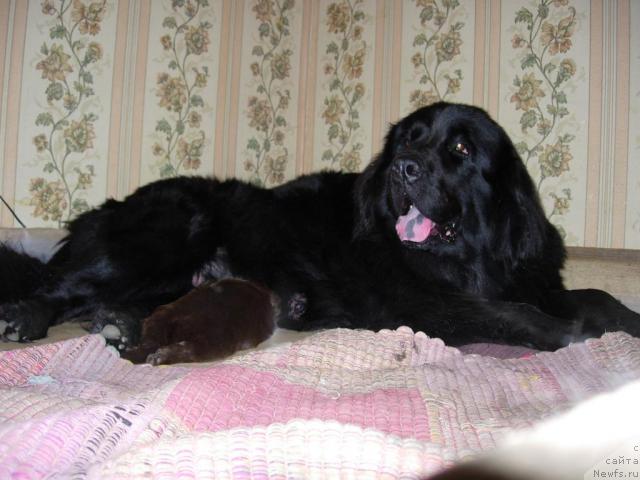 Фото: ньюфаундленд Lesnaya Skazka Raskrasavica (Лесная Сказка Раскрасавица)