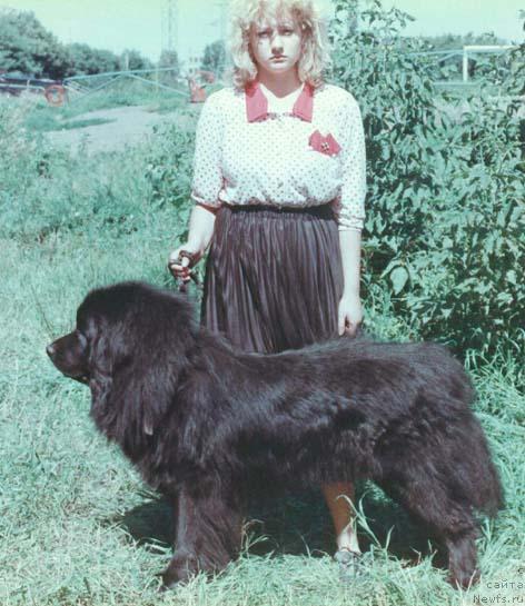 Фото: ньюфаундленд Arlekino Bakkara (Арлекино Баккара)