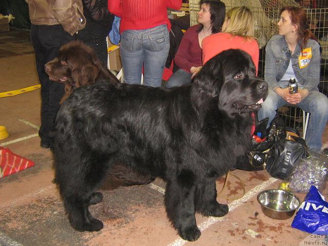 Фото: ньюфаундленд Mag Ispolin Jguchiy Bryunet (Маг Исполин Жгучий Брюнет)