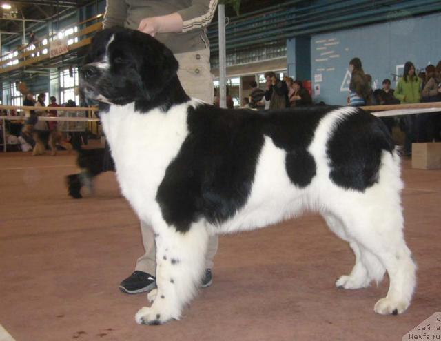 Фото: ньюфаундленд Mag Ispolin Infanta (Маг Исполин Инфанта)