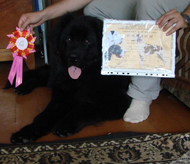 Фото: ньюфаундленд Archibal'd (Арчибальд)