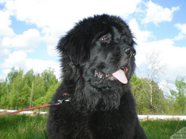 Фото: ньюфаундленд Graciya Nochi (Грация Ночи)