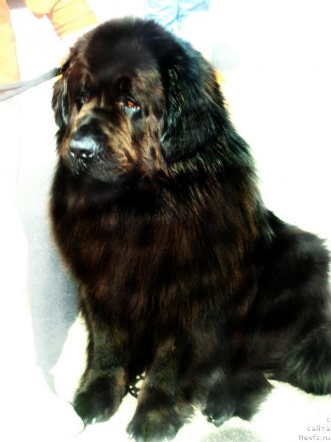Фото: ньюфаундленд Anri (Анри)