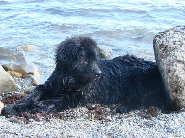 Фото: ньюфаундленд Archibal'd (Арчибальд)