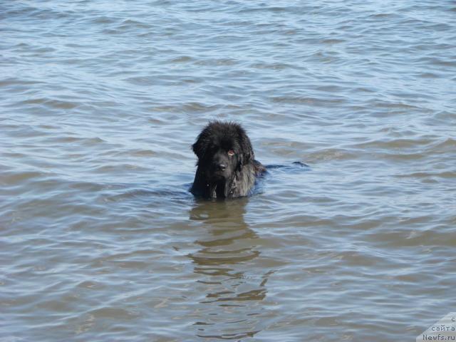 Фото: ньюфаундленд Archibal'd (Арчибальд)