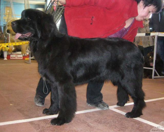 Фото: ньюфаундленд Veneciya iz Carstva Medvedey v Obush SHed (Венеция из Царства Медведей в Обуш Шед)