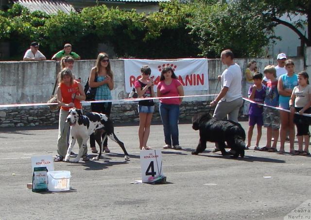 Фото: ньюфаундленд Archibal'd (Арчибальд)