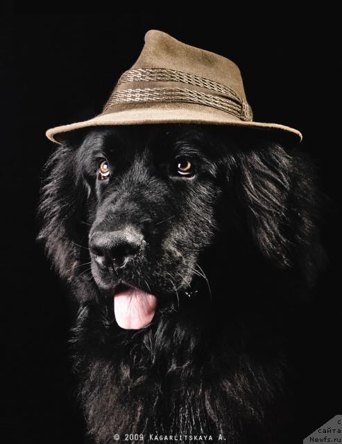 Фото: ньюфаундленд Princ Pryey (Принц Прэй)