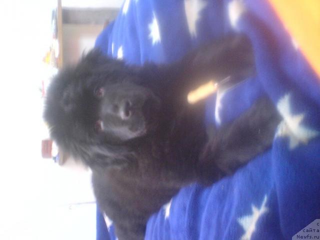 Фото: ньюфаундленд Terra Nova ot Sibirskogo Medvedya (Терра Нова от Сибирского Медведя)