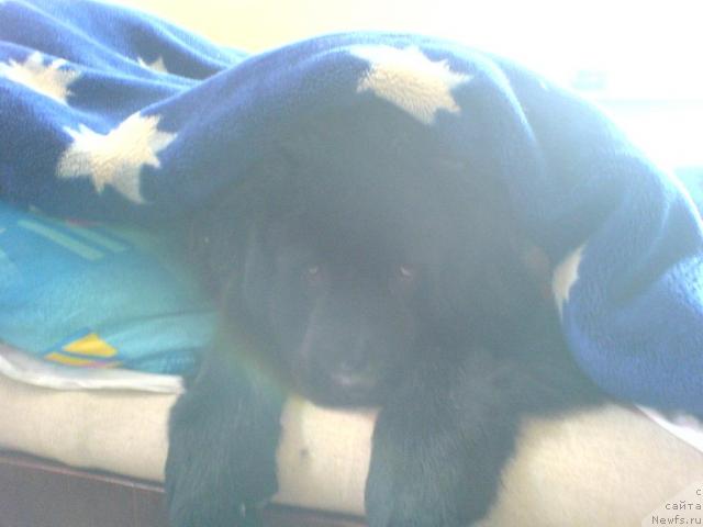 Фото: ньюфаундленд Terra Nova ot Sibirskogo Medvedya (Терра Нова от Сибирского Медведя)