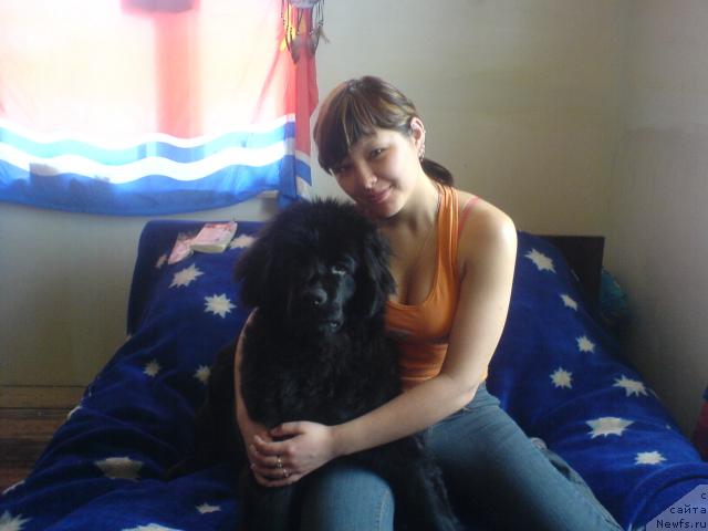 Фото: ньюфаундленд Terra Nova ot Sibirskogo Medvedya (Терра Нова от Сибирского Медведя), Irina YUldasheva (Ирина Юлдашева)