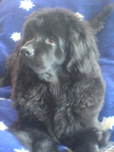 Фото: ньюфаундленд Terra Nova ot Sibirskogo Medvedya (Терра Нова от Сибирского Медведя)