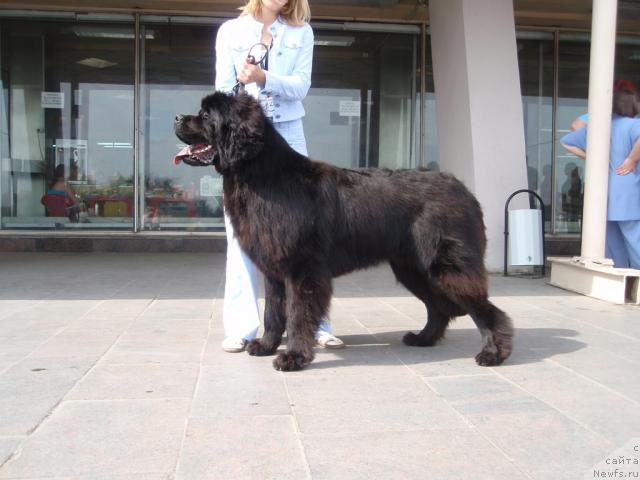 Фото: ньюфаундленд Filipp Gold Star (Филипп Голд Стар)