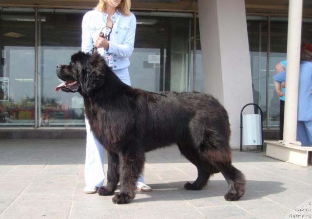 Фото: ньюфаундленд Filipp Gold Star (Филипп Голд Стар)