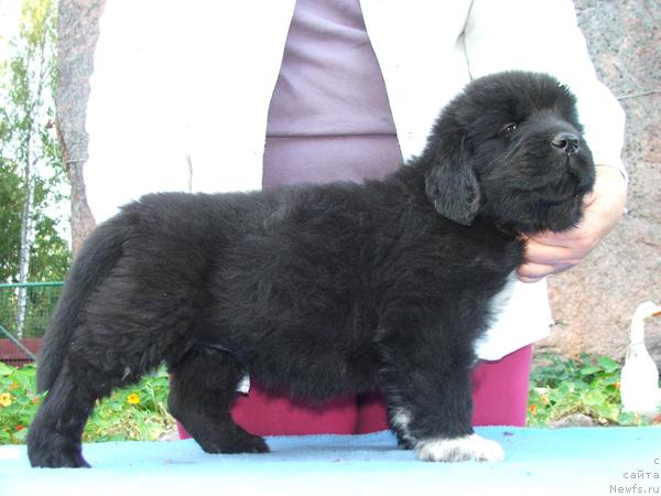 Фото: ньюфаундленд Plyushevaya Panda Rusalochka (Плюшевая Панда Русалочка)