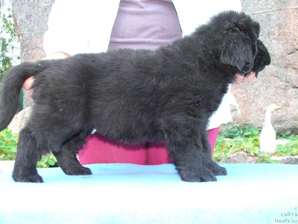 Фото: ньюфаундленд Plyushevaya Panda Reychel (Плюшевая Панда Рейчел)