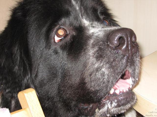 Фото: ньюфаундленд Bogemiya (Богемия)