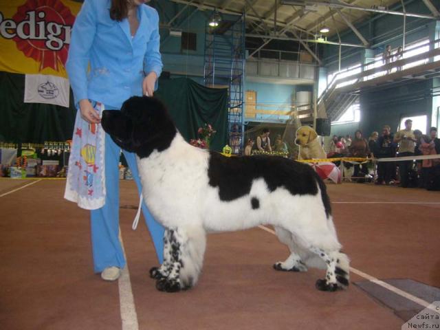 Фото: ньюфаундленд Super Bizon Argo (Супер Бизон Арго)