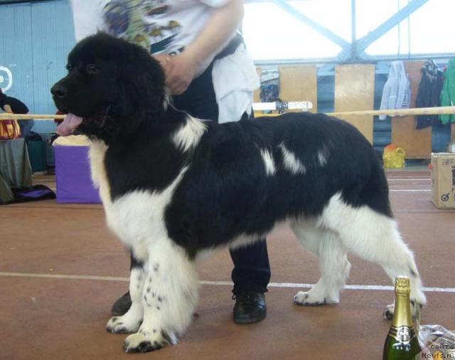 Фото: ньюфаундленд Mag Ispolin Imperator (Маг Исполин Император)