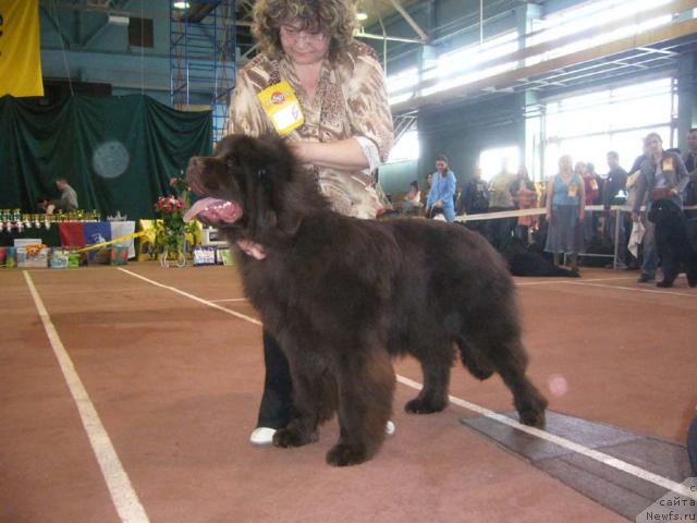 Фото: ньюфаундленд Super Premium Brabus (Супер Премиум Брабус)