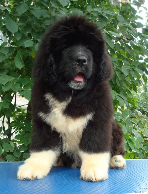 Фото: ньюфаундленд Mag Ispolin Lyubava (Маг Исполин Любава)