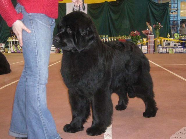 Фото: ньюфаундленд Akvatoriya Kelvin Golubaya Laguna (Акватория Келвин Голубая Лагуна)