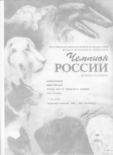 Фото: ньюфаундленд Otrada Moya ot Sibirskogo Medvedya (Отрада Моя от Сибирского Медведя)