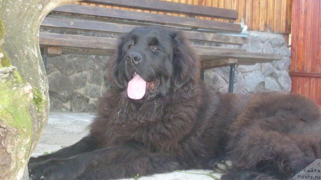 Фото: ньюфаундленд Veselyiy Robin Gud iz Orlovskoy Slobodyi (Веселый Робин Гуд из Орловской Слободы), ньюфаундленд Veselyiy Robin Gud iz Orlovskoy Slobodyi (Веселый Робин Гуд из Орловской Слободы)