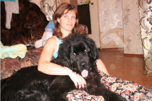 Фото: Tat'yana Bogomolova (Татьяна Богомолова), ньюфаундленд Irbis iz Medvej'ego YAra (Ирбис из Медвежьего Яра), Tat'yana Bogomolova (Татьяна Богомолова)