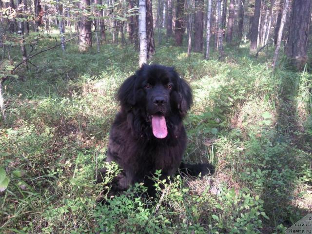 Фото: ньюфаундленд Krasivaya Zateya (Красивая Затея)