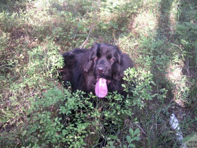 Фото: ньюфаундленд Krasivaya Zateya (Красивая Затея)