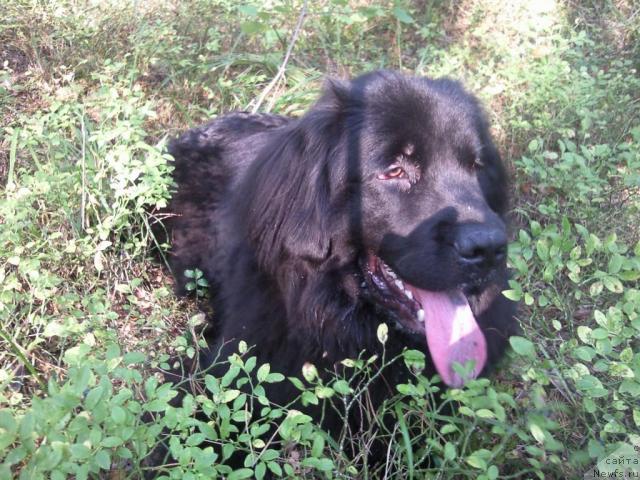 Фото: ньюфаундленд Krasivaya Zateya (Красивая Затея)