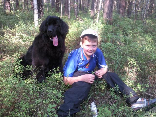 Фото: ньюфаундленд Krasivaya Zateya (Красивая Затея)