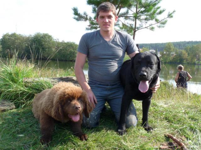 Фото: ньюфаундленд Prioritet Kofe (Приоритет Кофе)