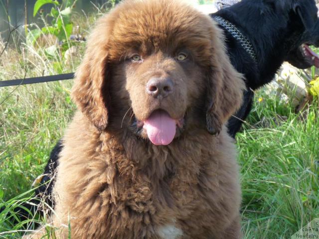 Фото: ньюфаундленд Prioritet Kofe (Приоритет Кофе)