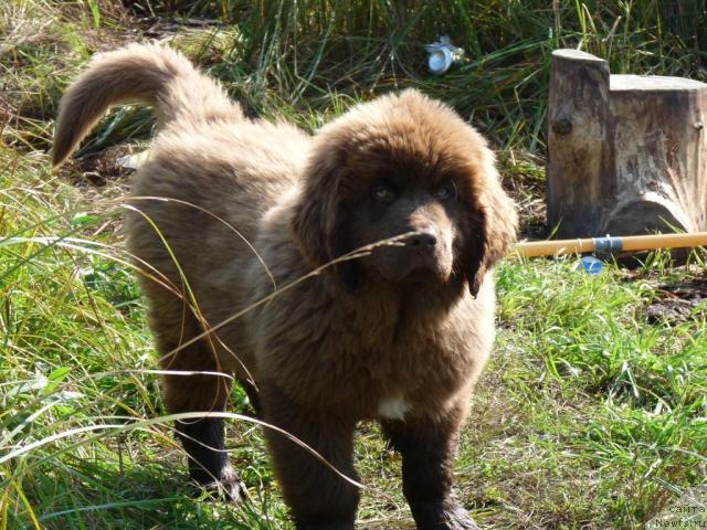 Фото: ньюфаундленд Prioritet Kofe (Приоритет Кофе)