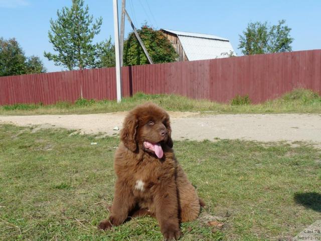 Фото: ньюфаундленд Prioritet Kofe (Приоритет Кофе)