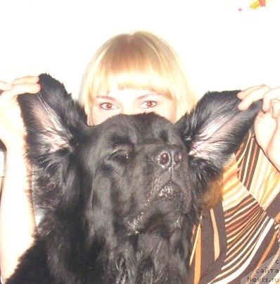 Фото: ньюфаундленд Polyarnaya Nochka (Полярная Ночка), YAnina Vasil'kova (Янина Василькова)